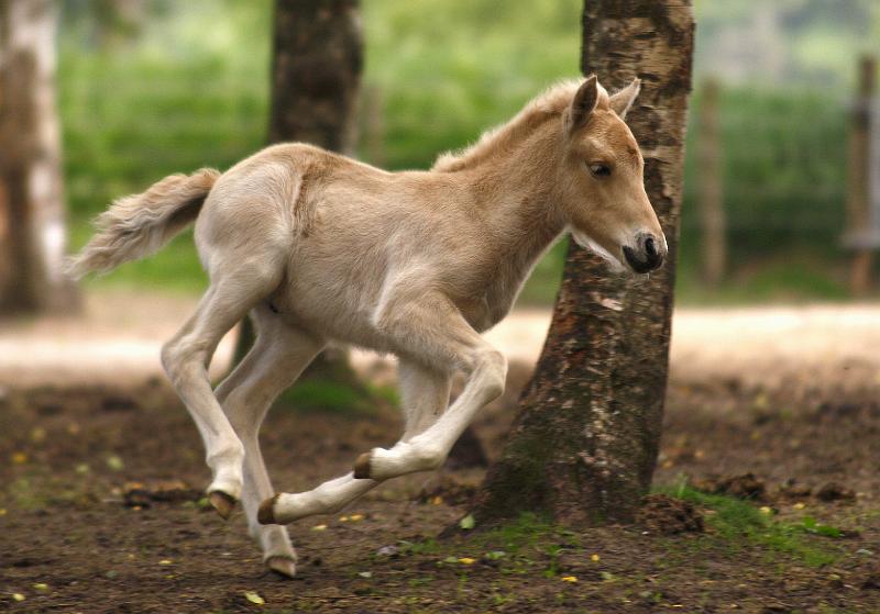 Lysir von Heidmoor (12).jpg